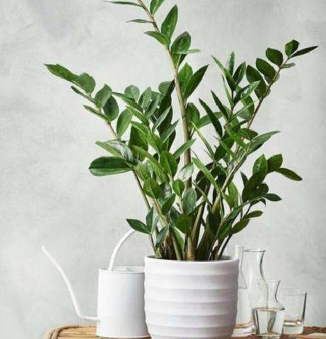 金钱树禁忌摆放位置，客厅金钱树摆放位置（否则植株长势瘦弱）