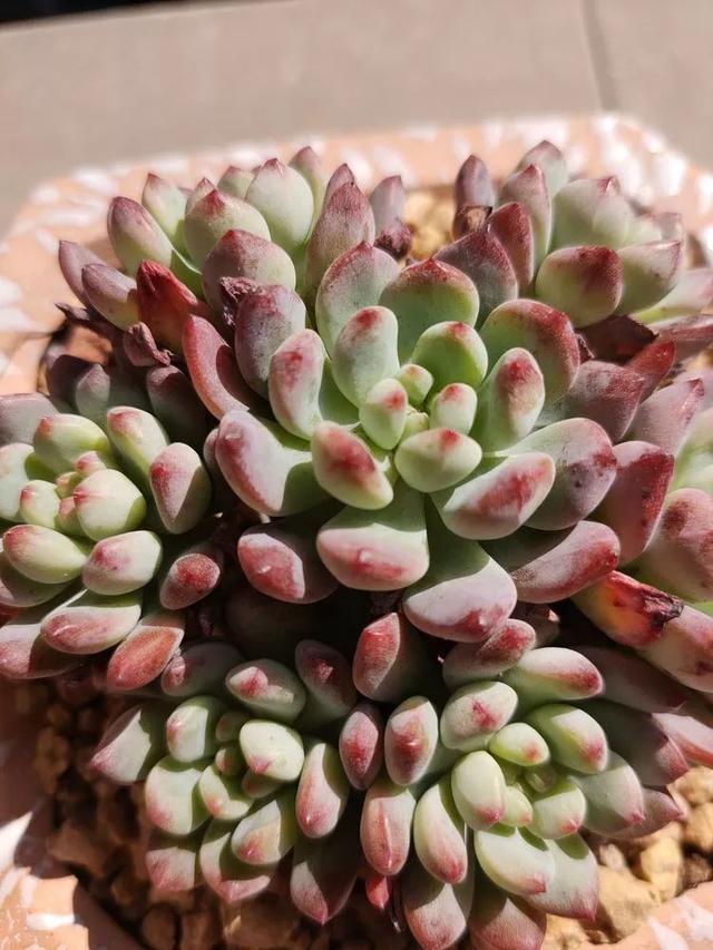 红唇多肉如何养，红唇多肉怎么养出多头（阳台党一样可以养出漂亮的多肉）