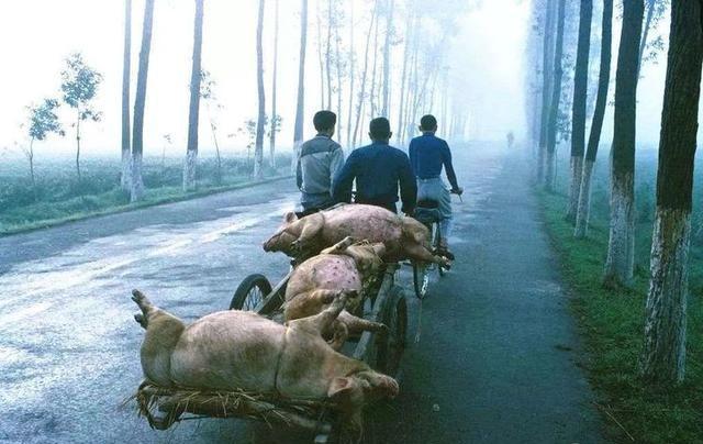 1981年属鸡人永远最旺的数字，1981年属鸡的幸运数字和颜色（时光记忆：1981年的中国）