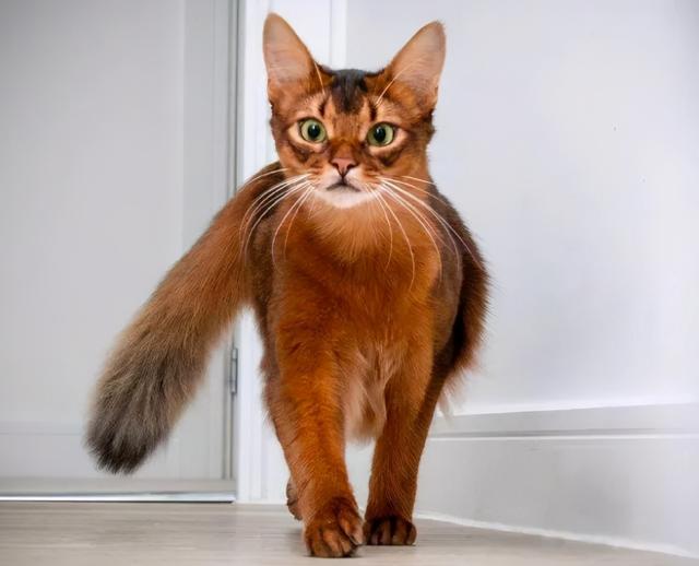 猫的所有种类，猫的所有种类及图片（30种知名的猫咪，你都认识吗）