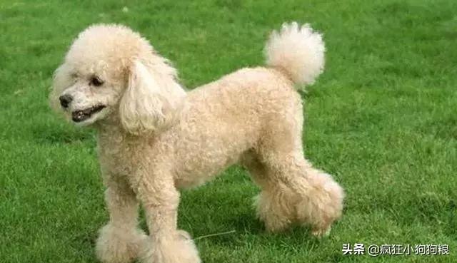 哈士奇智商排名，哈士奇智商在狗界排名多少位（前十和倒数前十）