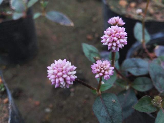 杆的多音字组词，中药材红酸杆