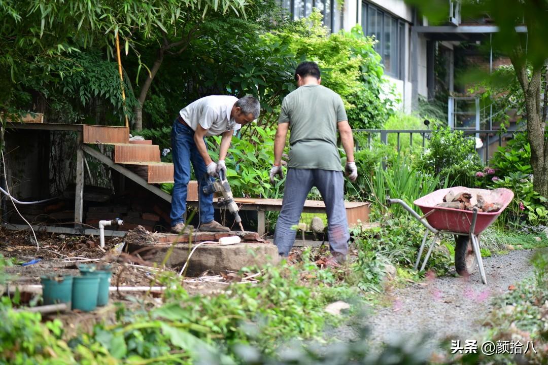 角堇一年开几次花，角堇一年生吗（一整面风车茉莉的花墙被拆掉了）