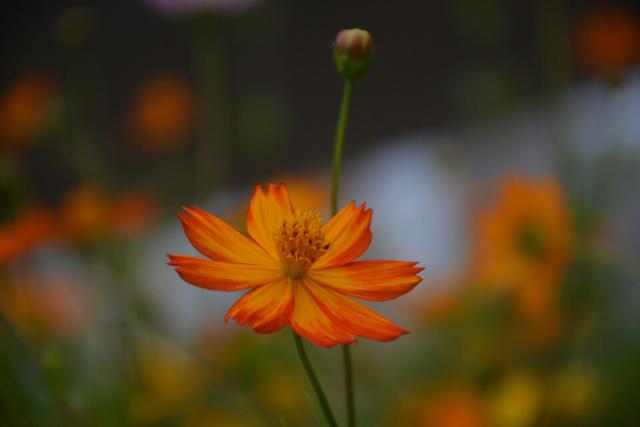 秋英的花語和寓意,秋英的花語和寓意是什麼(淺秋悄然至 秋英曼妙開)