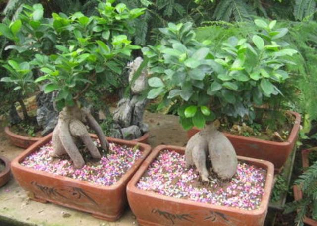 榕树盆景怎样造型，榕树盆景怎样造型图解（做好这些养护细节）