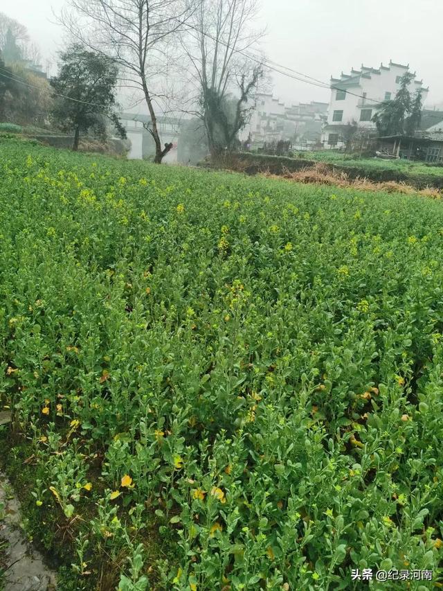 婺源油菜花什么时候开，婺源油菜花几月份开花（2021年婺源的油菜花最佳观赏期大概是3月10号到4月清明节）