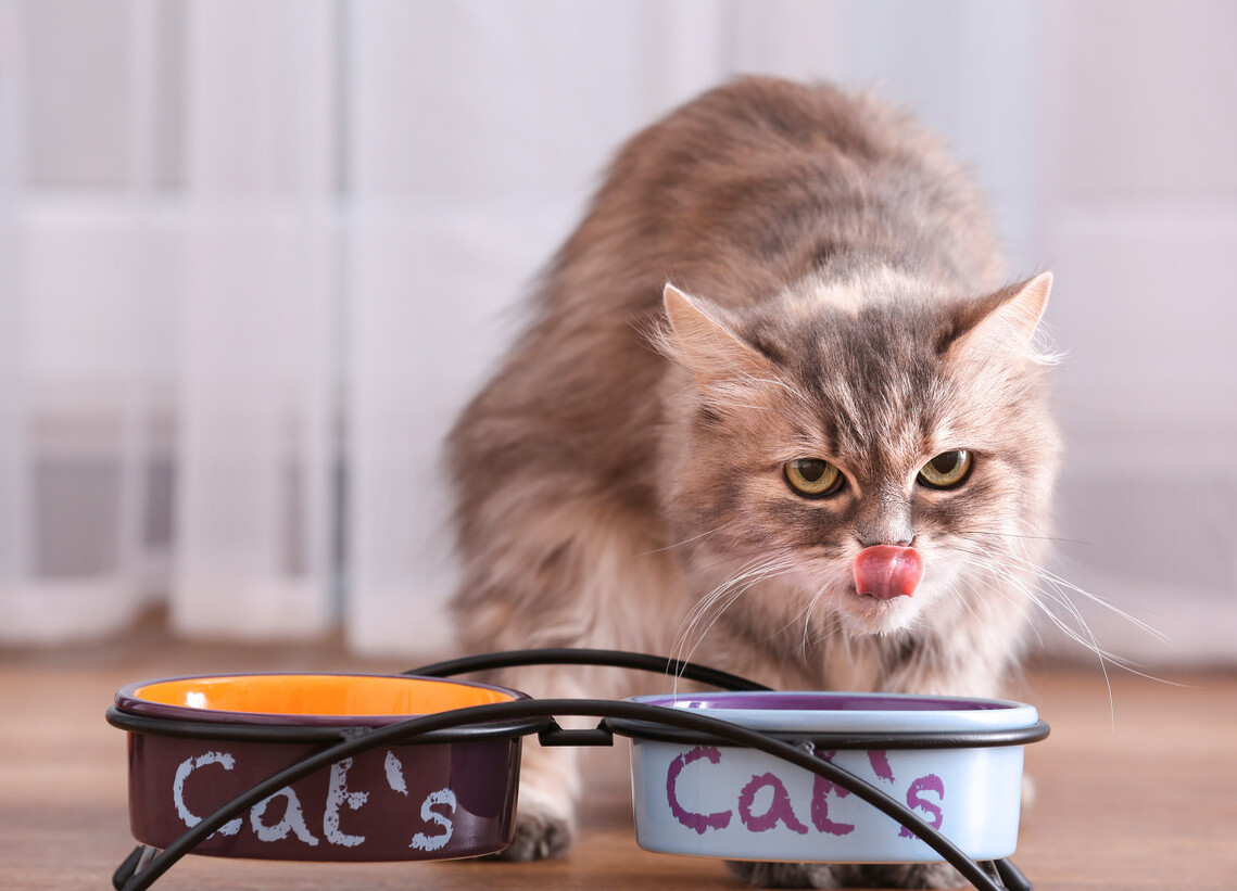 三个月的猫咪吃多少鸡胸肉合适 三个月的猫相当于人几岁