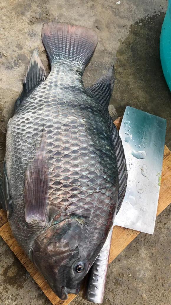 罗非鱼能长到这么大吗?