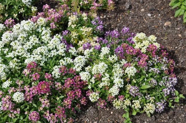 迎春花几月开花，迎春花什么季节开花（立春过后就准备灿烂开花）