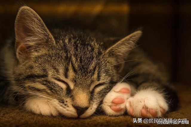 梦见猫是好事还是坏事，女人梦见猫是不吉之兆（从猫咪的梦话里能听出它的梦哦）