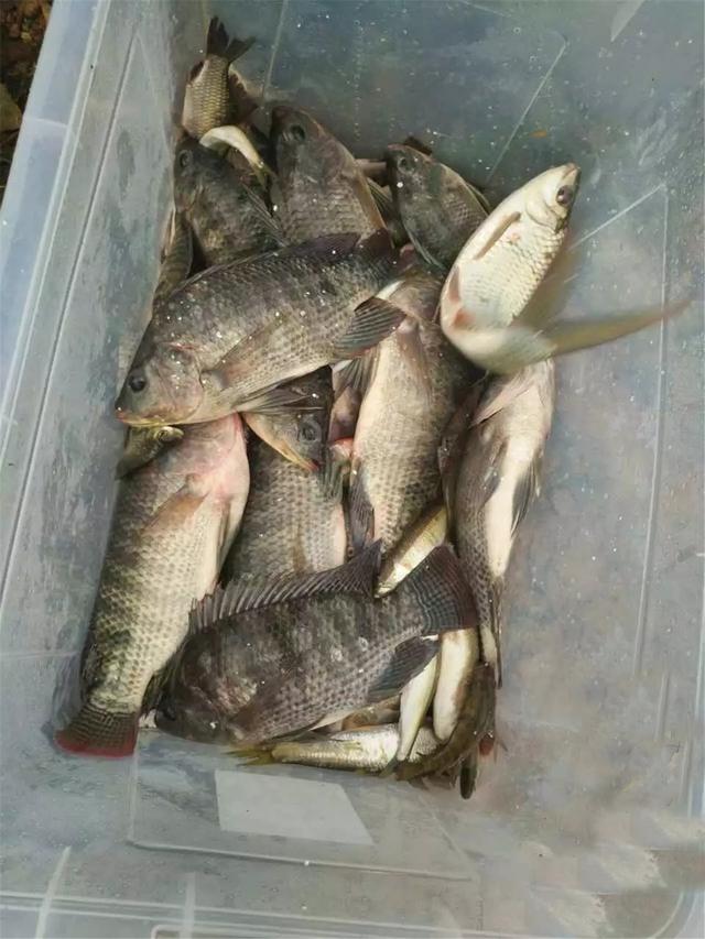 罗非鱼喜欢吃什么饵料（野钓大罗非最佳时机即将到来）