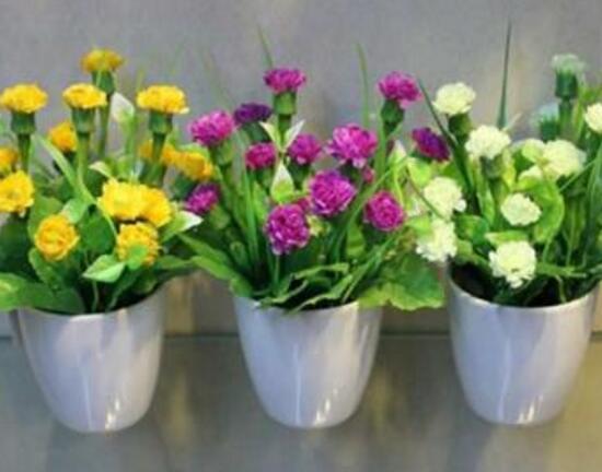 康乃馨怎么养，康乃馨怎么养开花（康乃馨的养殖方法和注意事项）
