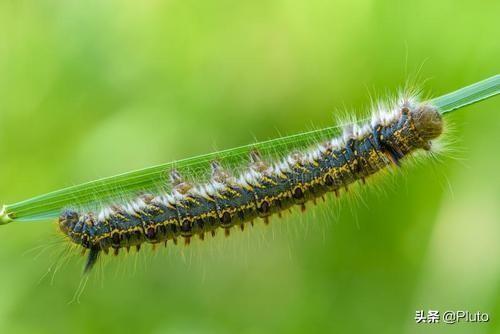 4种常见的可怕昆虫，世界上最毒的十大昆虫