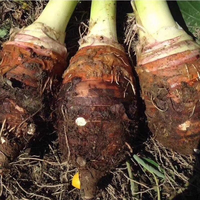 图片[3]-芋头食用价值及2种家常做法-起舞食谱网