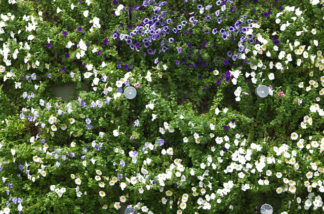 郁金香有毒吗 适合室内养吗，郁金香有毒吗（这3种“毒花”家里不要养）