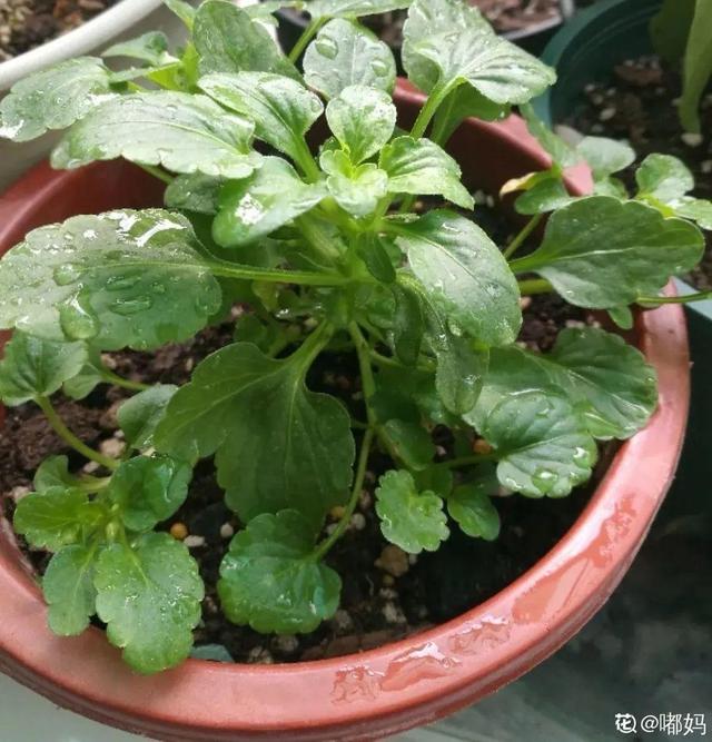 香草兰花怎么养，香兰草怎么种植（屋里养盆“香水花”）