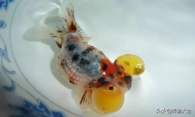 金鱼都有什么品种，金鱼有多少种品种（高颜值金鱼，养金鱼就选这些）