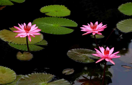花的由来，玫瑰花的由来（花的名字是怎么来的）