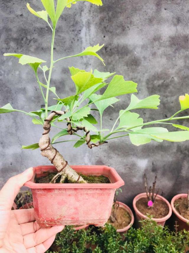 屋后种什么树有靠山，适合院中、院后栽种的“黄金树”