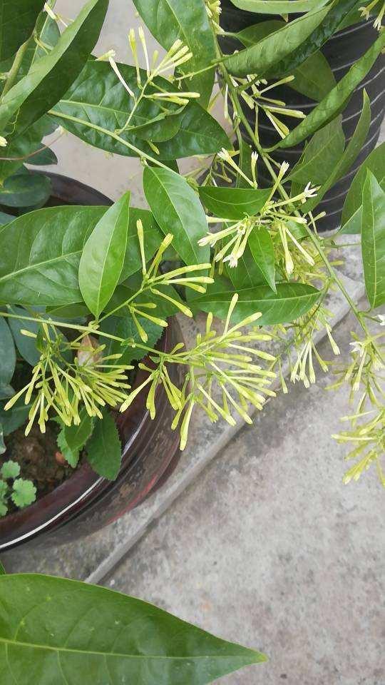 夜来香的味道有毒吗，夜来香有毒吗（这花一到晚上就很香）