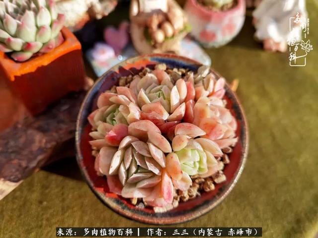 雪候鸟是什么意思，雪候鸟歌词表达什么意思（多肉于我从来不是锦上添花）