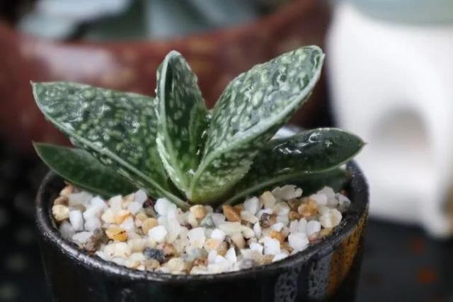 丸叶松绿怎么养，丸叶松绿的叶子可用来繁殖吗（养多肉，记名字，预防老年痴呆）