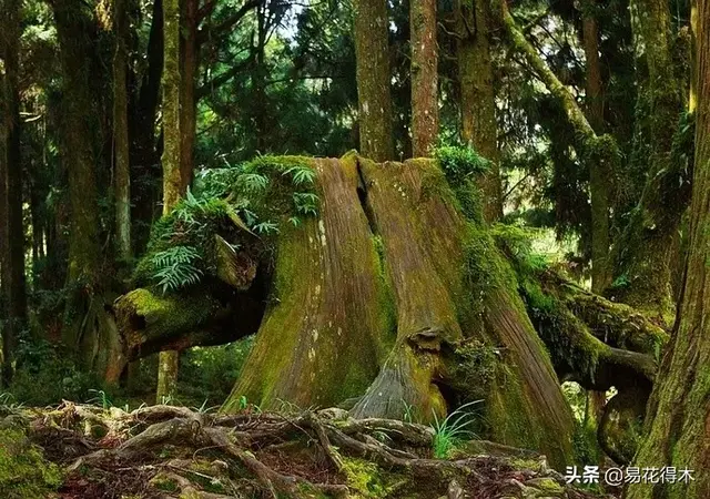 桧什么意思解释，桧字笔画笔顺（台湾珍稀濒危树种红桧）