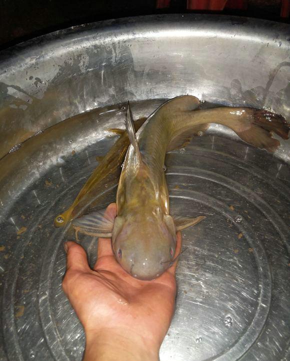 不过,这真的是一条黄颡鱼吗?长江君虽然一眼就看出这条