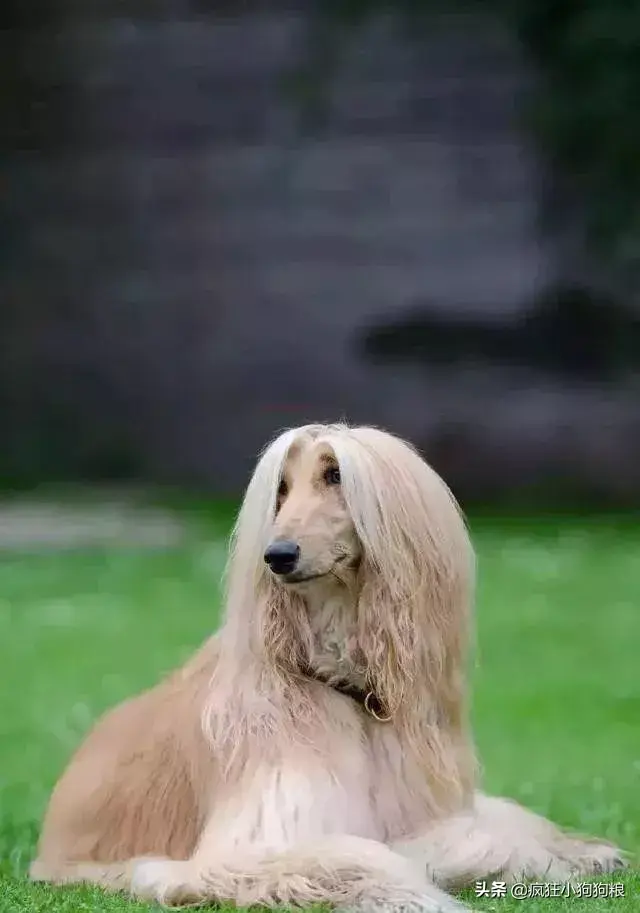 哈士奇智商排名，哈士奇智商在狗界排名多少位（前十和倒数前十）