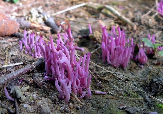 天蓝蘑菇有毒吗可以吃吗，顺便盘点9种最诡异而美妙的蘑菇