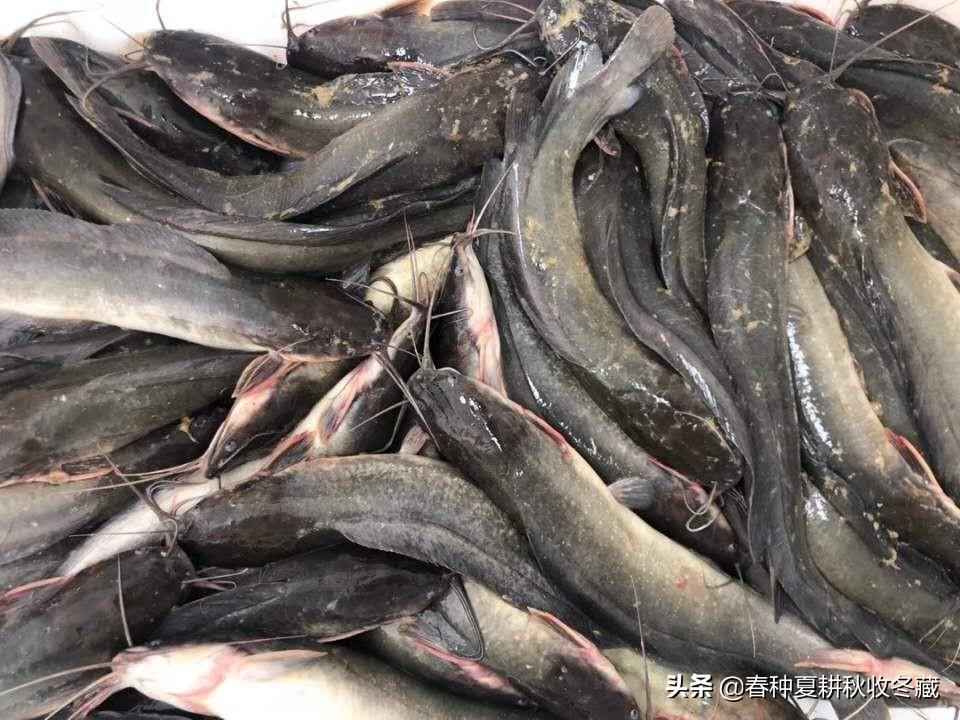 胡子鲶鱼高清实拍图：长须滑身淡水鲶，常见于南方水域，肉质鲜美营养丰富。