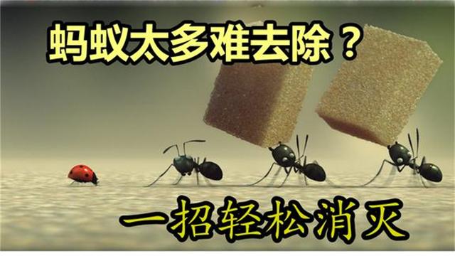 水蚁怎么驱赶，如何赶走水蚁（家里有蚂蚁不用开水不用药）