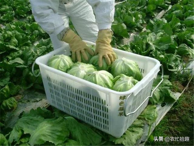 大头菜可以生吃吗，凉拌大头菜丝要焯水吗（被大量种植40年）