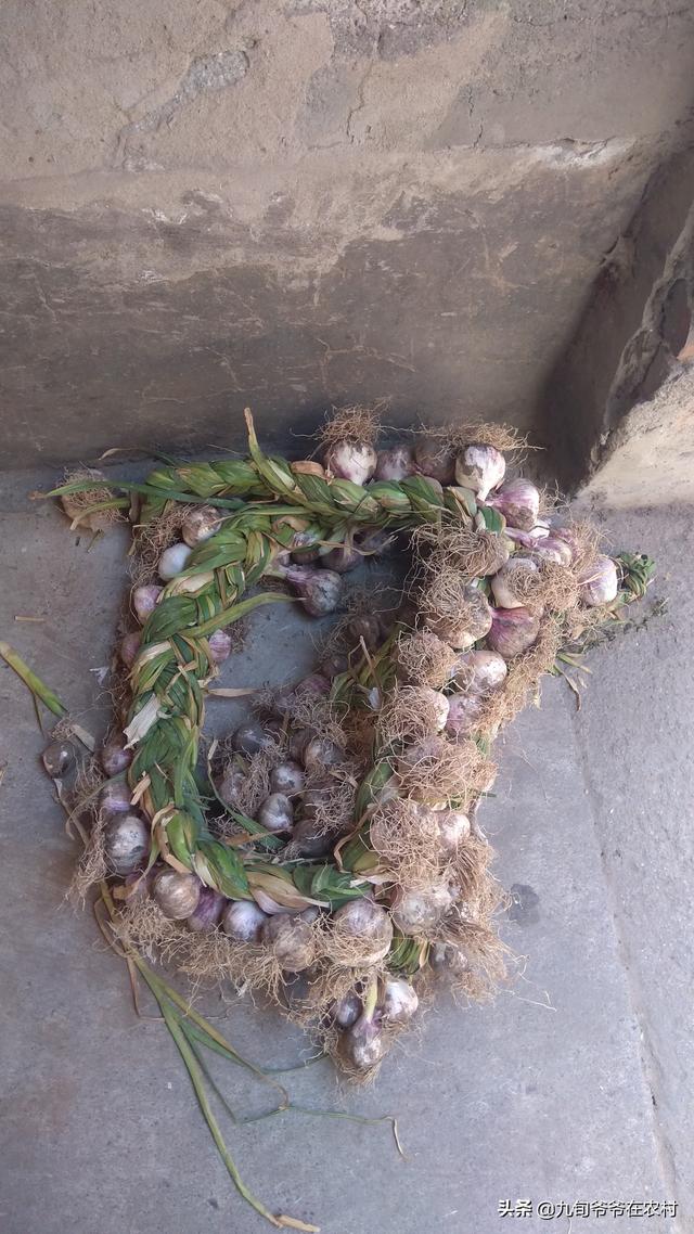 怎么编蒜辫子图解，怎样编蒜辫子（刚刨出的大蒜编起来）