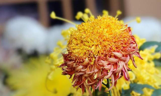 菊花寓意什么，菊花寓意什么康乃馨寓意什么玫瑰寓意什么（绕篱寒菊自开花）