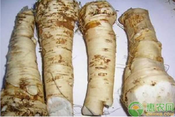 山葵和芥末的口感区别，山葵和芥末的区别（一文读懂芥末、辣根、山葵区别）