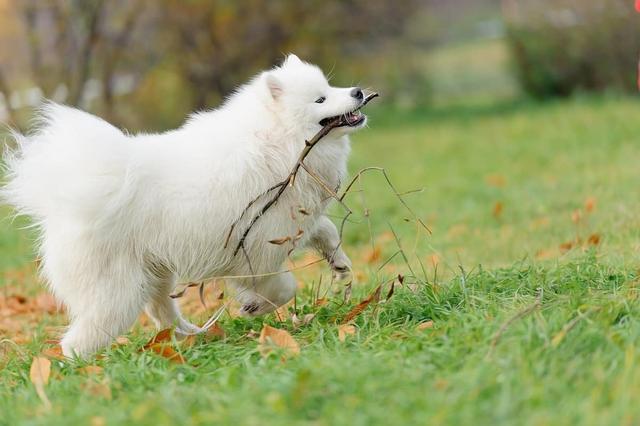  萨摩耶犬的智商比较高，为什么主人直呼“后悔”