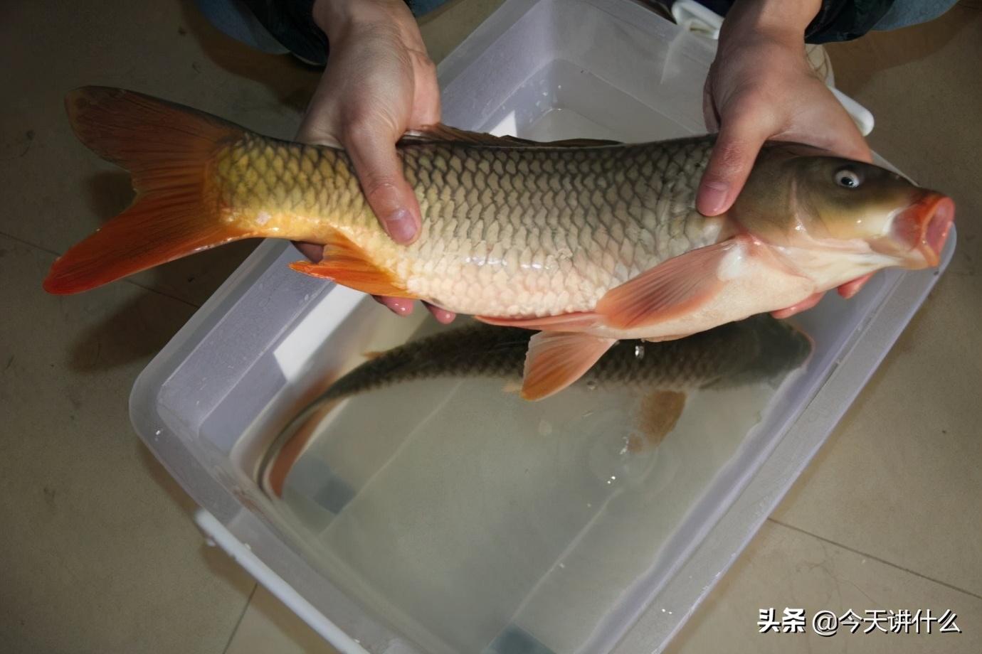 鯉魚品種介紹,鯉魚品種(科普一下五種你常吃的鯉科魚類) 鯉魚品種介紹,鯉魚品種(科普一下五種你常吃的鯉科魚類)