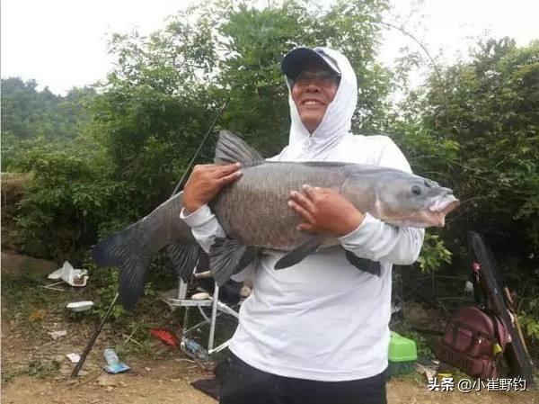 水库实战钓获200斤巨青鱼，揭秘最高效垂钓技巧与全过程震撼视频
