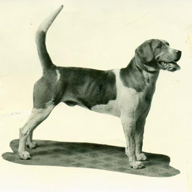 美国猎狐犬，英国猎狐犬<English（美国猎狐犬出售）