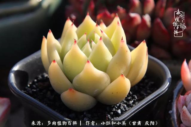 姐妹情深的句子，姐妹情深的句子简短（赏娇媚多肉，忆姐妹情深）