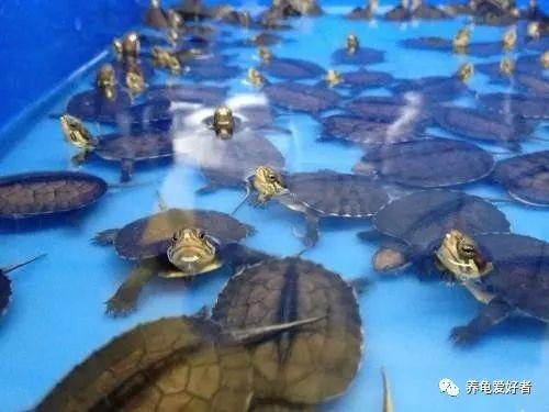 乌龟腐皮病图片，龟龟得了腐皮病如何治疗（乌龟总是腐皮不断）