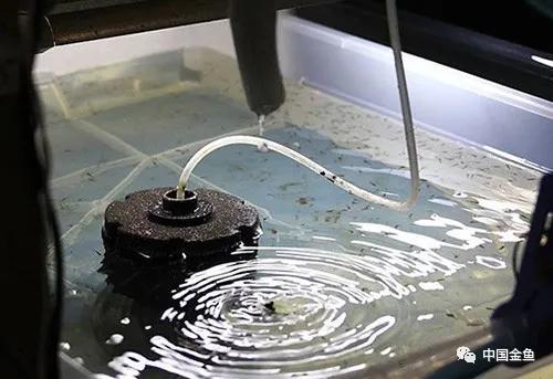 【水妖精怎么用】水妖精的原理及使用方法，水妖精原理图（灰长灰长牛逼的一个玩意）