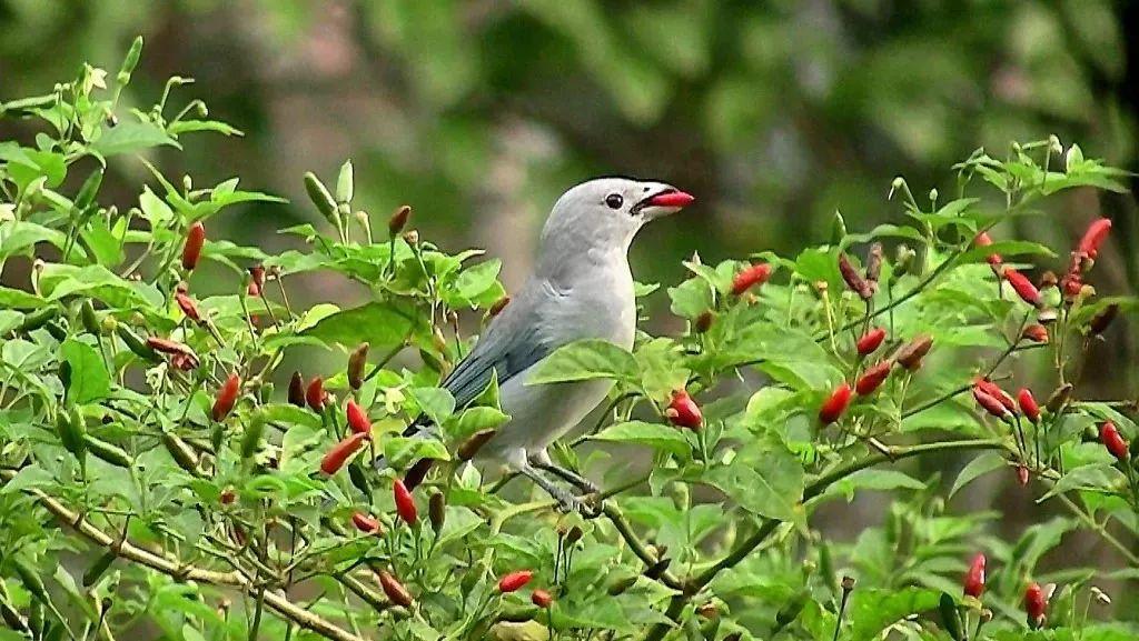 鸟类是怕辣不怕辣的