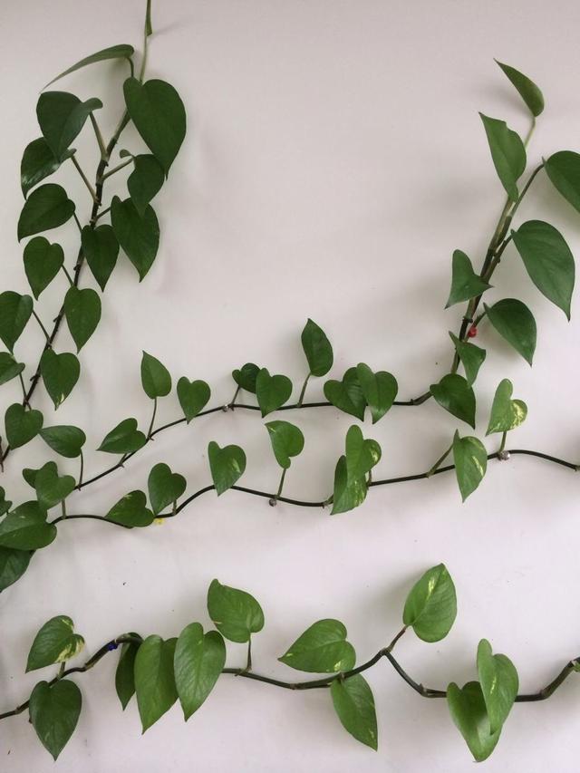 怎么样让绿萝长得茂盛，怎么样让绿萝长得茂盛呢（让绿萝常年油绿有“3招”）