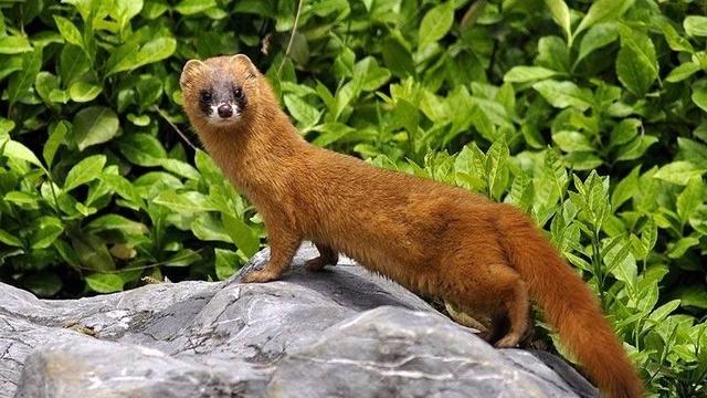 黄鼠狼毒性.5o元l只，黄鼠狼的危害（老人常说黄鼠狼不能杀）