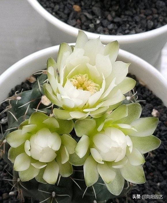 这6种仙人球开花能开一夏天，哪些仙人球开花（适合家养的仙人球）