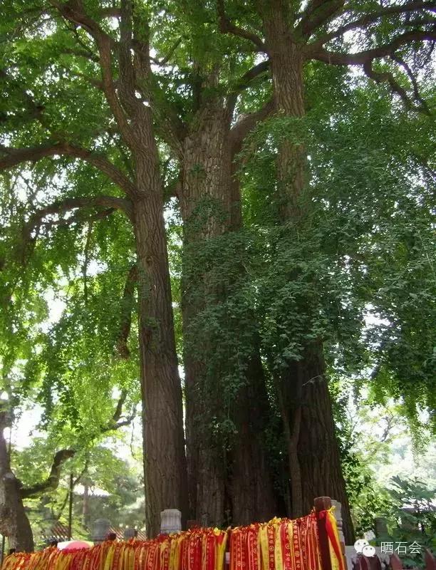 中国十大稀有珍贵名木，中国十大珍贵树种有哪些（中国十大千年古树欣赏）