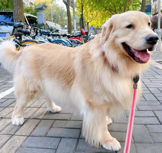 金毛幼犬吃什么，金毛幼犬吃什么蔬菜（金毛喂什么食物）