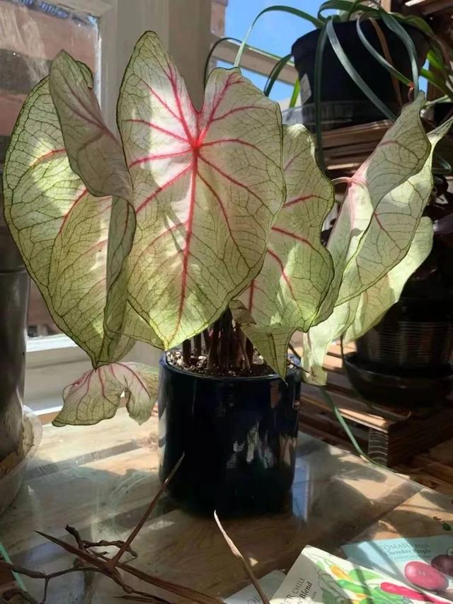 黑叶芋，这些网红植物都可以养室内（黑叶芋小仙女）